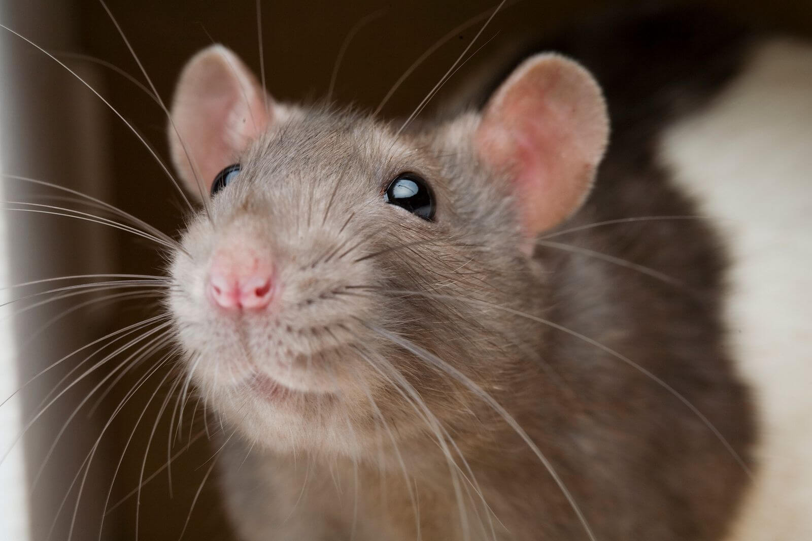 Signes d'infestation de rats